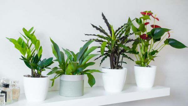Effective Strategies for Managing Seasonal Allergies with Indoor Plants in Your London Apartment