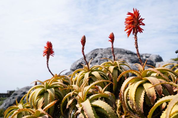 Essential Guidelines for Growing Protected Plant Species in UK Gardens: A 2023 Overview