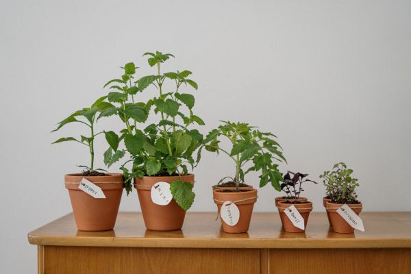 Thriving herb garden in containers: your comprehensive guide to balcony gardening for uk apartment dwellers