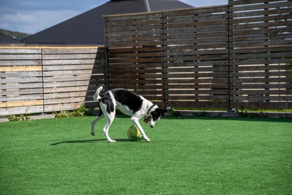 Ultimate guide to choosing ideal pet-safe artificial grass for your hull garden