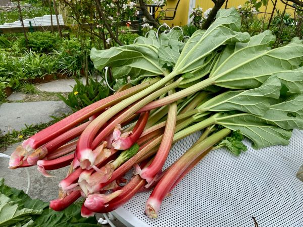 Ultimate success guide: top tips for growing and harvesting rhubarb in the uk